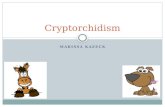 MARISSA KAZECK Cryptorchidism. What is cryptorchidism? A condition in which one (unilateral) or both (bilateral) testicles are retained either in the.
