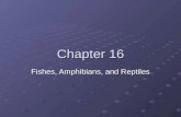 Chapter 16 Fishes, Amphibians, and Reptiles 16-1 What is a Vertebrates? Vertebrates An animal that has a vertebral column (backbone) An animal that has.