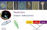 Regents Biology 2006-2007 Domain Bacteria Domain Archaebacteria Domain Eukaryotes Common ancestor Protists Simple Eukaryotes.