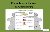 Endocrine System The endocrine system is composed of glands and regulates the body by releasing hormones directly into the bloodstream to control body.
