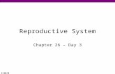 4/20/08 Reproductive System Chapter 26 – Day 3. 4/20/08 Gametogenesis  Production of gametes = haploid “sexual reproduction” cells  Testes = Spermatogenesis.