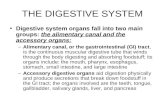 THE DIGESTIVE SYSTEM Digestive system organs fall into two main groups: the alimentary canal and the accessory organs: â€“Alimentary canal, or the gastrointestinal