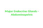 Major Endocrine Glands - Abdominopelvic. Endocrine Glands