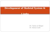 Development of Skeletal System & Limbs Dr. Sama ul Haque Dr. Rania Gabr.