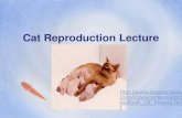 Cat Reproduction Lecture . com/videocontent/articl es/Birth_Of_Kittens.htm l.