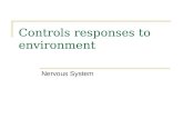 Controls responses to environment Nervous System.