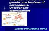 Theme: Molecular and genetic mechanisms of ontogenesis. Ontogenesis abnormalities Lector Pryvrotska Iryna.