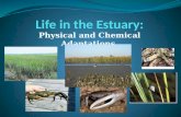 Physical and Chemical Adaptations. Physical and Chemical Features of the Estuary Physical Chemical Tidal flow/current Storms/wave action/erosion Staying.