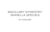 BACILLARY DYSENTRY SHIGELLA SPECIES Dr.Indumathi.