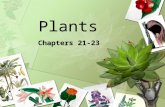 Plants Chapters 21-23. Evolution of Plants Adapting to Land Nothing lived on land until an ozone layer formed – the ozone layer offered protection from.