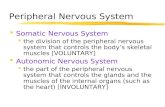 Peripheral Nervous System  Somatic Nervous System  the division of the peripheral nervous system that controls the body’s skeletal muscles [VOLUNTARY]
