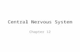 Central Nervous System Chapter 12. Embryonic Nervous System Development Ectoderm thickens to form the neural plate Invaginates to form neural groove Neural.