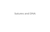 Sutures and DNA. Forensic Anthropology Identification and examination of human skeletal remains Identification and examination of human skeletal remains.