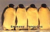 Emperor Penguins Aptenodytes Forsteri. Basic Facts Type: Flightless Bird Size: Up to 4 feet Avg. Weight: 88 lbs. Diet: Carnivore Lifespan: 15- 20 years.