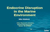 Endocrine Disruption in the Marine Environment Mike Waldock Cefas Weymouth Laboratory Barrack Road Weymouth Dorset. UK DT48UB mike.waldock@cefas.co.uk.