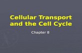 Cellular Transport and the Cell Cycle Chapter 8. Chapter 8 Sections ► 8.1 Cellular Transport  Osmosis  Passive Transport  Active Transport ► 8.2 Cell.