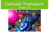 Cellular Transport Chapter 7.4 .