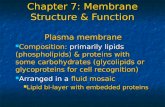 Chapter 7: Membrane Structure & Function Plasma membrane Composition: primarily lipids (phospholipids) & proteins with some carbohydrates (glycolipids