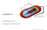 Lecture 4 Prokaryote Cell Structure & Function Cell Diagram: Mariana Ruiz, pub domain