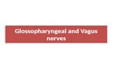 Glossopharyngeal and Vagus nerves. Glossopharyngeal (1X) Cranial nerve It is principally a Sensory nerve with preganglionic parasympathetic and few.
