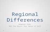 Regional Differences Adapted from NIH The Brain: Our Sense of Self.