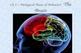 Ch 3 – Biological Basis of Behavior: The Brain.