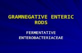 GRAMNEGATIVE ENTERIC RODS FERMENTATIVEENTEROBACTERIACEAE.
