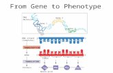 From Gene to Phenotype DNA molecule Gene 1 Gene 2 Gene 3 DNA strand (template) TRANSCRIPTION mRNA Protein TRANSLATION Amino acid A CCAAACCGAGT U G G U.