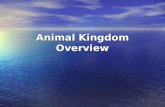 Animal Kingdom Overview. What Makes It An Animal? Eukaryotic – has a nucleus Multicellular Specialized cells that form tissue and organs. No cell walls.