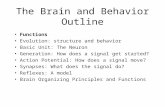 The Brain and Behavior Outline Functions Evolution: structure and behavior Basic Unit: The Neuron Generation: How does a signal get started? Action Potential: