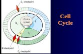 Cell Cycle. Objectives List the four phases of cell cycle. Define checkpoints in cell cycle and mention their importance. Define cyclins and cyclin-dependent.