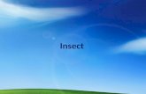 Insect. Outline Insect life cycles & damage Key insect pest groups Principles of integrated pest management (IPM)