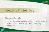 Word of the Day Macromolecule: a larger molecule--there are 4 types that make up all living things!!