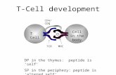 T-Cell development T Cell Cell in the body TCRMHC CD4/CD8 DP in the thymus: peptide is ‘self’ SP in the periphery: peptide is ‘altered self’