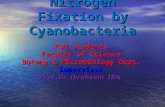 Nitrogen Fixation by Cyanobacteria KSU Students Faculty of Science Botany & Microbiology Dept. Supervisor Prof.Dr. Ibraheem IBN.