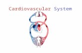 Cardiovascular System.  A closed system of the heart and blood vessels  The function of the cardiovascular system is to deliver oxygen and nutrients.