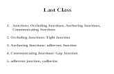 Last Class 1.Junctions: Occluding Junctions, Anchoring Junctions, Communicating Junctions 2. Occluding Junctions: Tight Junction 3. Anchoring Junctions: