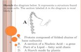 Sketch t he diagram below. It represents a structure found in most cells. The section labeled A in the diagram is most likely a A A A. Protein composed.