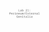 Lab 21: Perineum/External Genitalia. Bulbospongiosus muscle.