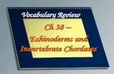 Vocabulary Review Ch 38 – Echinoderms and Invertebrate Chordates.