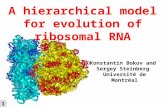 A hierarchical model for evolution of ribosomal RNA Konstantin Bokov and Sergey Steinberg Université de Montréal 1 1.