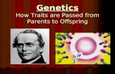 Genetics How Traits are Passed from Parents to Offspring.