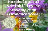 Morphological variability in Melampyrum ( Orobanchaceae ) Milan Štech Faculty of Biological Sciences University of South Bohemia Czech Republic.