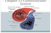 P. 357-363 BLOOD VESSELS Chapter 13 Cardiovascular System.