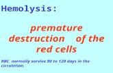 Hemolysis: premature destruction of the red cells RBC normally survive 90 to 120 days in the circulation.
