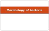 Morphology of bacteria. Morphological features of bacteria are very important in their identification. Bacteria are measured in terms of microns (µ =