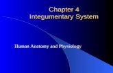 Chapter 4 Integumentary System Human Anatomy and Physiology.