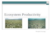 Ecosystem Productivity Principles of Ecology. Primary productivity  The rate at which producers capture & store energy in their tissues  Gross = total.
