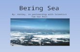 By: Ashley, in partnership with Scientist Tom Van Pelt Bering Sea.