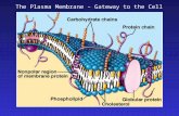 The Plasma Membrane – Gateway to the Cell. The Plasma Membrane is Semipermeable Small molecules and larger hydrophobic molecules move through. Ions, hydrophilic.